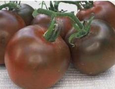 浙江洞头：黑番茄种子、五彩番茄种子
