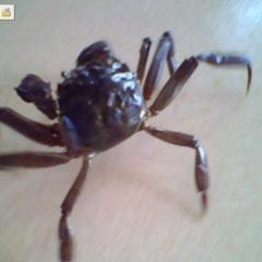 宣城供应水阳江优质螃蟹苗