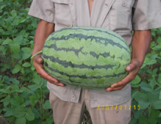 供应西瓜种子