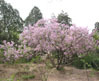 供应紫丁香、木槿、日本樱花