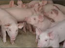 售瘦肉型仔猪 种母猪