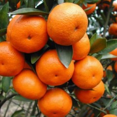 广东佛冈供应:砂糖橘、砂糖蜜橘