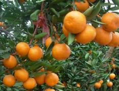 浙江台州供应：新鲜柑桔、黄岩蜜橘