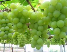 新疆吐鲁番供应：无核白葡萄、红葡萄、马奶子葡萄