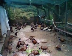 供应福建七彩山鸡山鸡养殖|珍珠鸡贵妃鸡养殖|火鸡养殖|山鸡苗