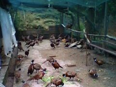 供应福建七彩山鸡山鸡养殖|珍珠鸡贵妃鸡养殖|火鸡养殖|山鸡苗