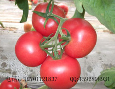 粉冠一号早熟番茄种子价格