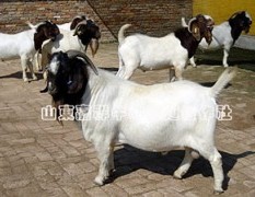 波尔山羊（40-100斤）低价出售 大小任你选