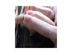 供应二元三元仔猪太湖母猪