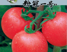 进口优质早熟番茄种子 耐寒抗病