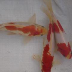 河北鱼苗、山西鱼苗、北京鱼苗价格优惠