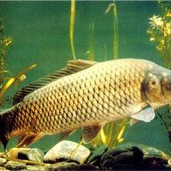 供应草鱼、鲤鱼苗等