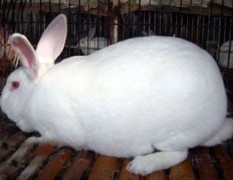 供应山东獭兔养殖基地嘉祥獭兔种兔,肉兔价格种兔养殖