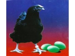 原产地厂家直供优质五黑一绿蛋鸡苗500羽起批