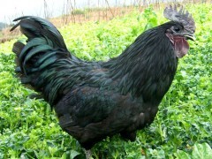 厂家直销供应优质江西乌鸡苗