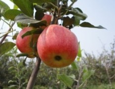 河南济源六月下旬成熟短枝型极丰产林溪A-1苹果苗
