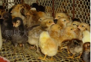 大量销售海蓝灰鸡苗