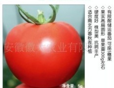 番茄种子，大红果番茄大果形嘉利T140