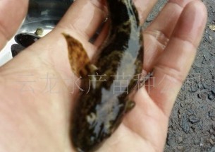 大量供应沙塘鳢鱼苗