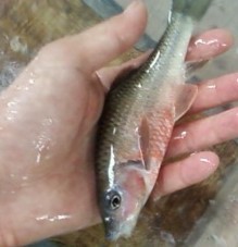 供应光唇鱼（石斑鱼）成鱼