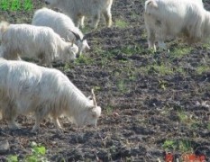 科翔牧业供应长毛山羊黑山羊长年销售