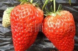 供应各种规格草莓苗