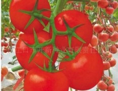 番茄种子 单果重220至250克