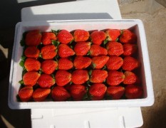 大量采摘草莓上市