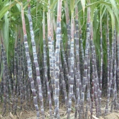 供应村民自产大批量黑皮甘蔗