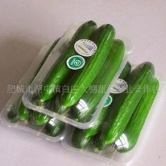 大量供应新鲜优质黄瓜 大棚有机蔬菜