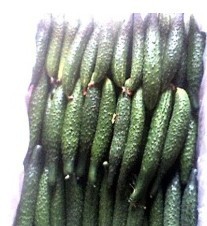 供应青岛黄瓜 -新鲜蔬菜