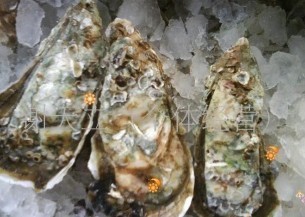 常年供应批发生蚝