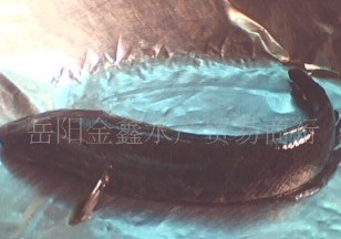 供应鲜活水产(淡水鱼)--黑鱼