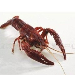 水产养殖品种 、特种水产养殖、小龙虾