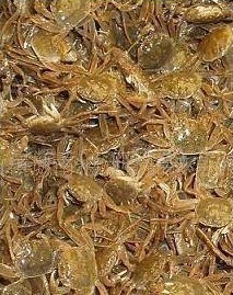 供应连云港蟹苗