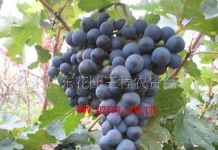 供应葡萄赤霞珠、各种葡萄