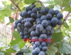 供应葡萄赤霞珠、各种葡萄