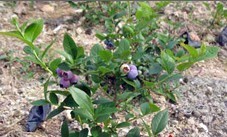 供应大量各种优质蓝莓苗