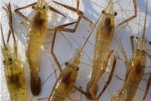 供应优质淡水河虾种苗