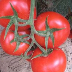 长期向全国各地销售番茄