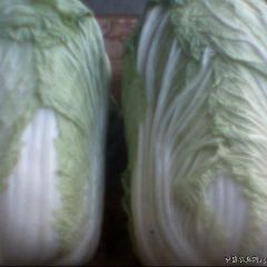 供应优质无公害新鲜大白菜