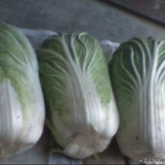 长期供应周庄村大白菜