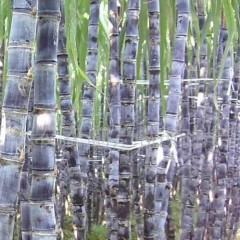 供应广西玉林黑皮甘蔗