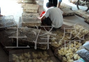 供应农家散养土鸡苗