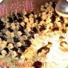 优质贵妃鸡幼苗供应