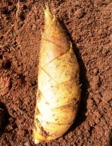 供应野生冬笋 新鲜冬笋