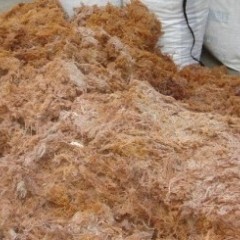 供应印尼食用海藻----刺菜