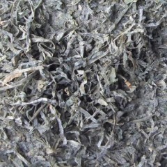 大量供应干海带丝,刺松藻,马尾藻等藻类食品