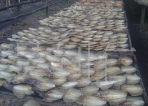 大量供应越南产鱿鱼干和墨鱼干