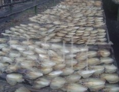 大量供应越南产鱿鱼干和墨鱼干